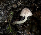 Cystoagaricus hirtosquamulosus image
