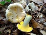 Cantharellus subpruinosus image