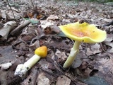 Amanita banningiana image