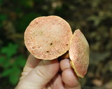 Boletus chrysenteron image