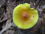 Amanita banningiana image