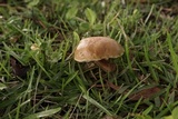 Leccinum roseoscabrum image