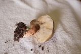Leccinum roseoscabrum image
