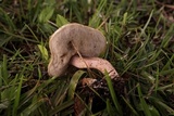 Leccinum roseoscabrum image
