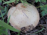 Stropharia kauffmanii image