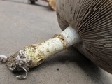 Stropharia kauffmanii image