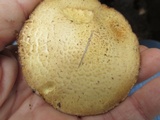 Stropharia kauffmanii image