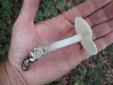 Amanita onusta image