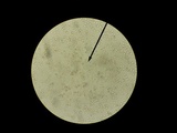 Amanita onusta image