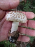 Amanita pseudovolvata image