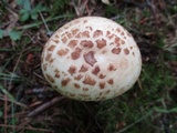 Amanita pseudovolvata image