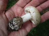 Amanita pseudovolvata image
