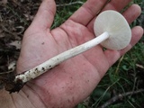 Melanoleuca alboflavida image