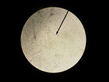 Melanoleuca alboflavida image