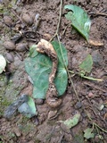 Ophiocordyceps sobolifera image