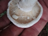 Lactarius subvellereus image