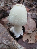 Amanita aestivalis image