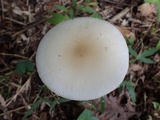 Amanita sect. Vaginatae image