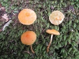 Humidicutis auratocephala image