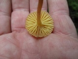Humidicutis auratocephala image