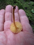 Humidicutis auratocephala image