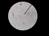 Humidicutis auratocephala image