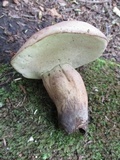 Tylopilus violatinctus image