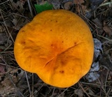 Boletus aurantiosplendens image