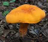 Boletus aurantiosplendens image