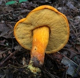 Boletus aurantiosplendens image