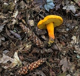 Boletus aurantiosplendens image