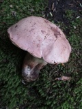 Tylopilus violatinctus image