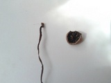 Panaeolus cinctulus image