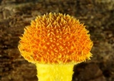 Cyptotrama chrysopepla image