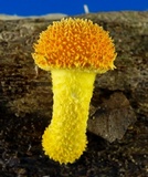 Cyptotrama chrysopepla image