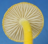 Cyptotrama chrysopepla image