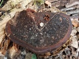 Ganoderma curtisii image