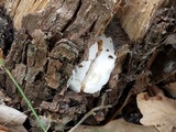 Ganoderma curtisii image