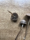 Panaeolus olivaceus image