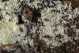 Mucronella calva image