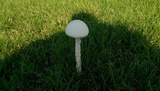 Amanita thiersii image