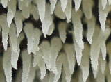 Mucronella calva image