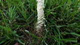 Amanita thiersii image