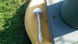 Amanita thiersii image