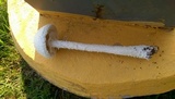 Amanita thiersii image