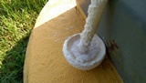 Amanita thiersii image