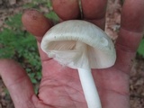 Amanita brunnescens image