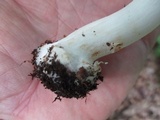 Amanita brunnescens image