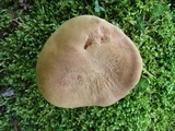 Lanmaoa pseudosensibilis image