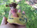 Lanmaoa pseudosensibilis image